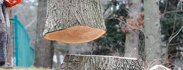Trusted North Tunica, MS Tree Care Experts