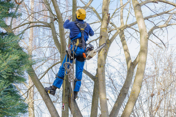 How Our Tree Care Process Works  in  North Tunica, MS